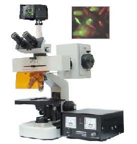 ����ӫ����΢��