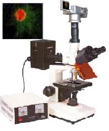 ����ӫ����΢�� 