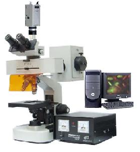 ����ӫ����΢��