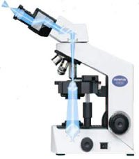 ������΢�� 